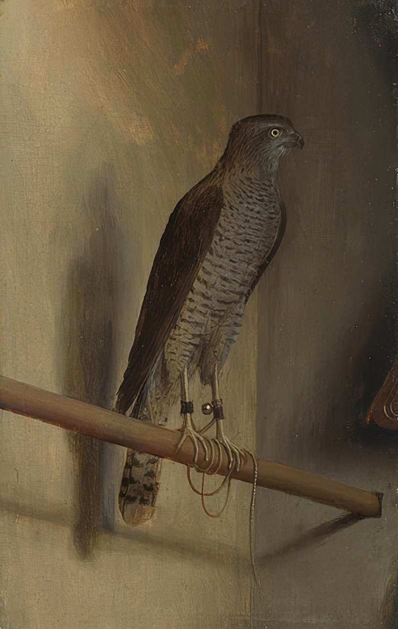 En sparvhök. 1510-talet av Jacopo de Barbari