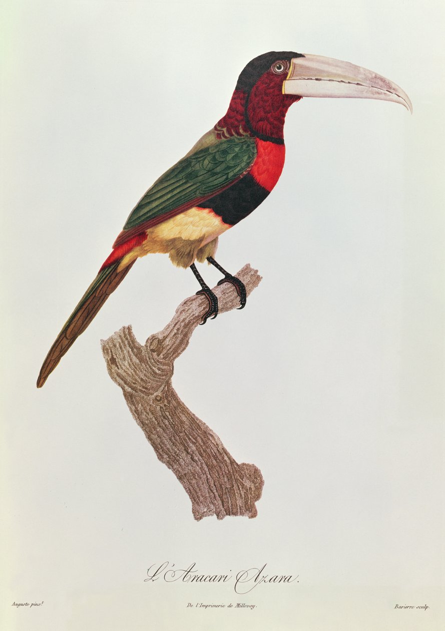 Azara Aracari, graverad av Barriere (färggravyr) av Jacques Barraband