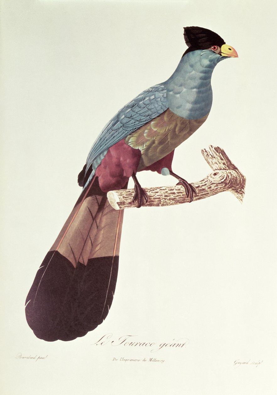 Bra Touraco av Jacques Barraband