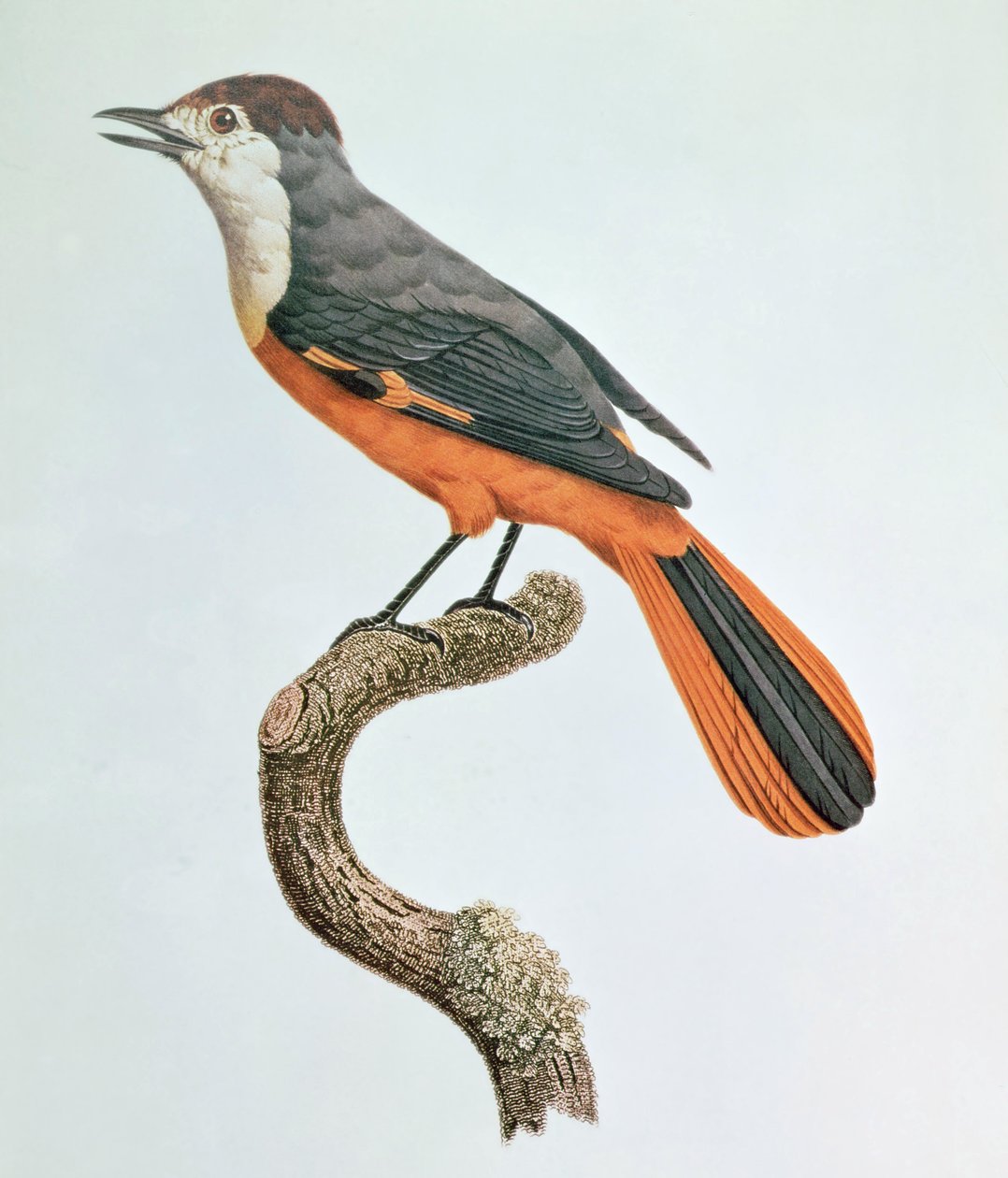 Orange Jay av Jacques Barraband