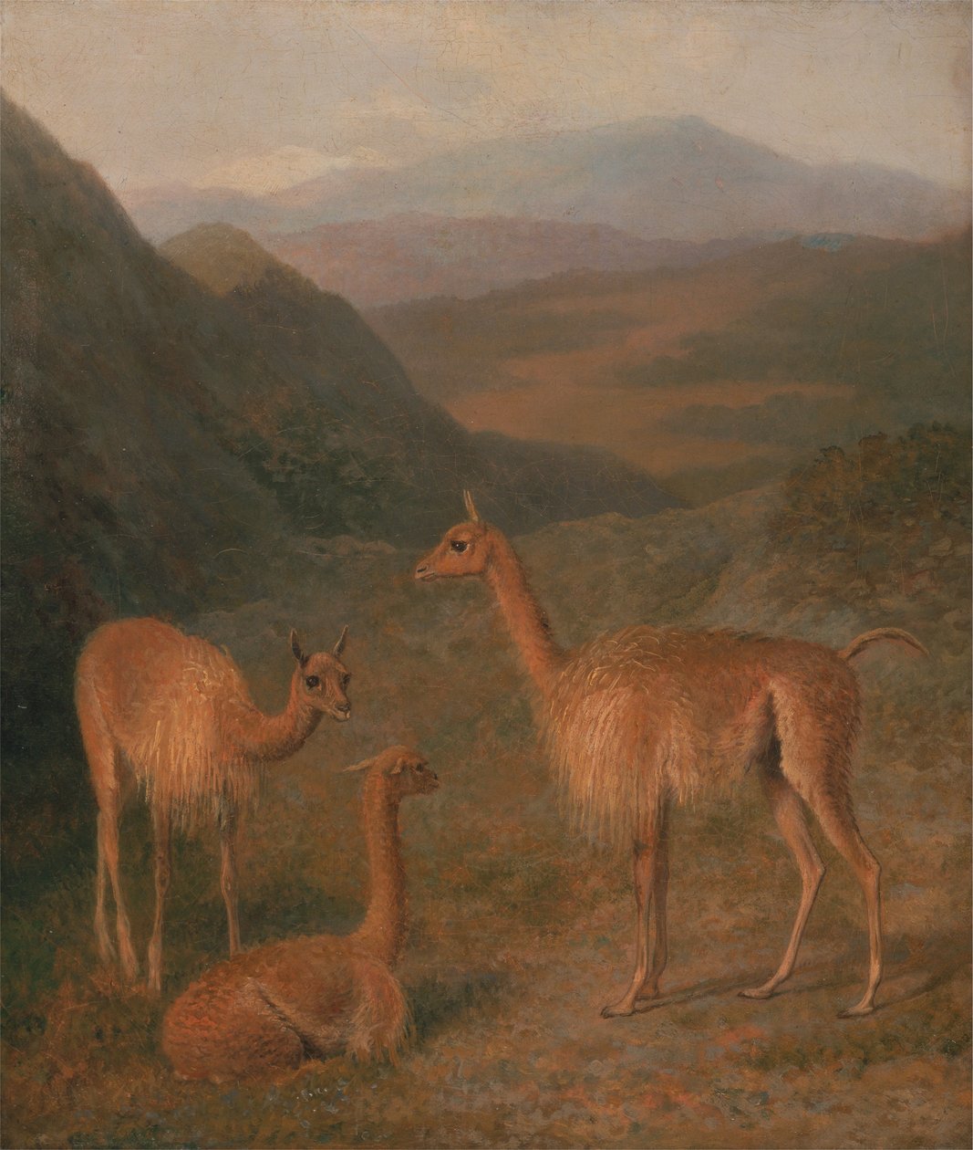 Vicunas av Jacques Laurent Agasse