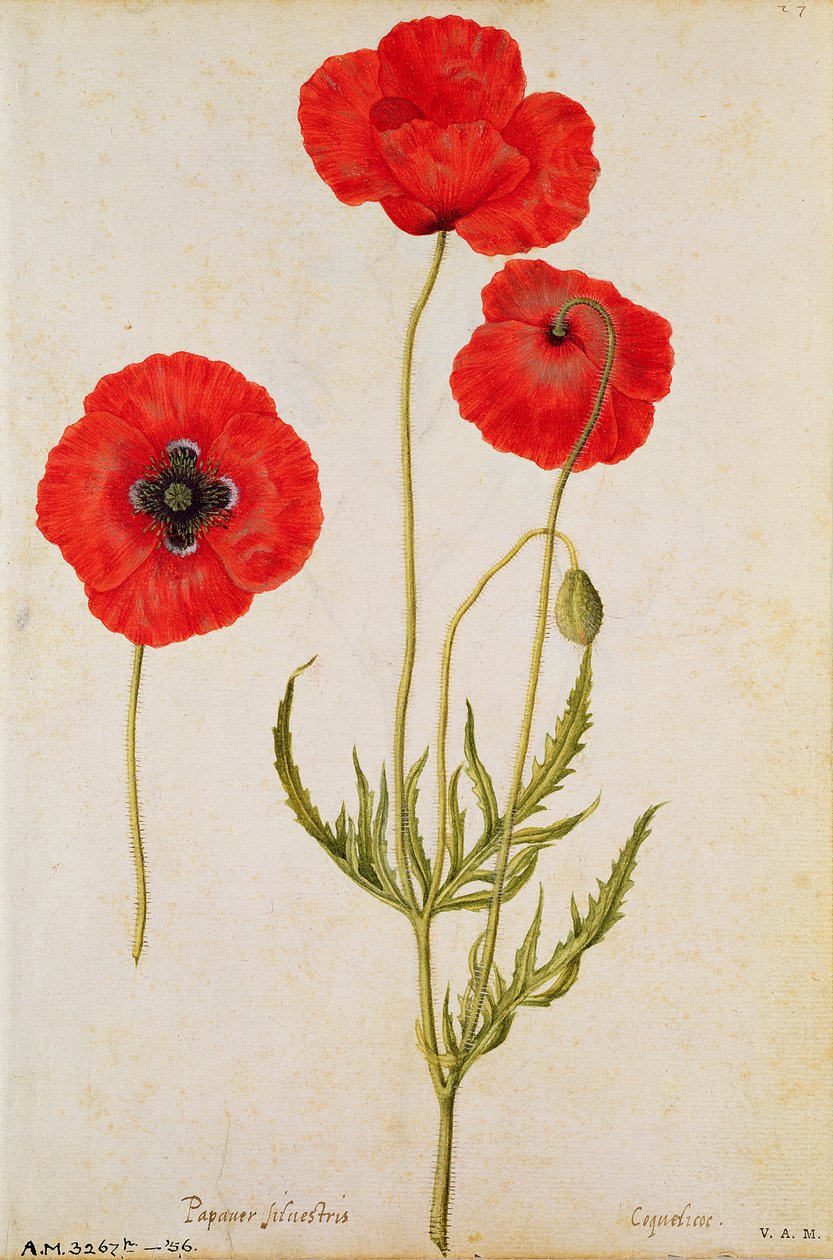 Papaver rhoeas, c1568 av Jacques Le Moyne