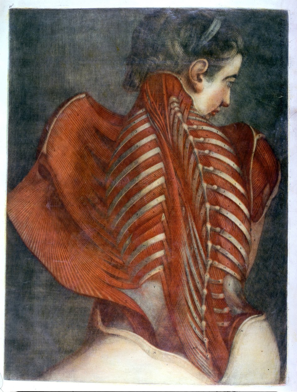 Den dödade ängeln", ur "Myology Complete in Colour and Natural Size", 1746 (mezzotint) av Jacques Fabien Gautier d