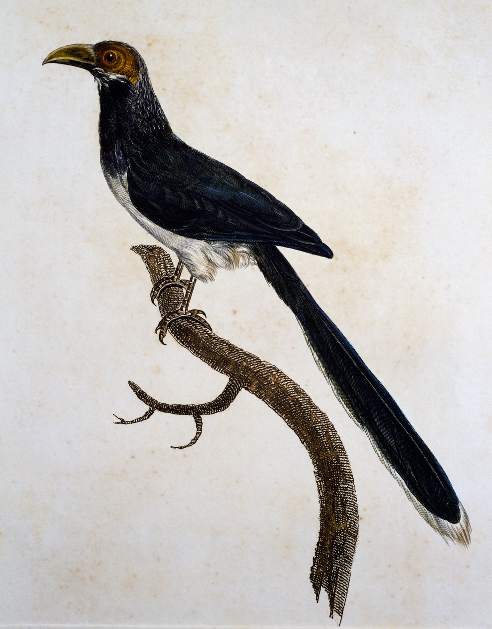 Röd-faced Malkoha (Phaenicophaeus pyrrhocephalus) av Jacques (after) Barraband