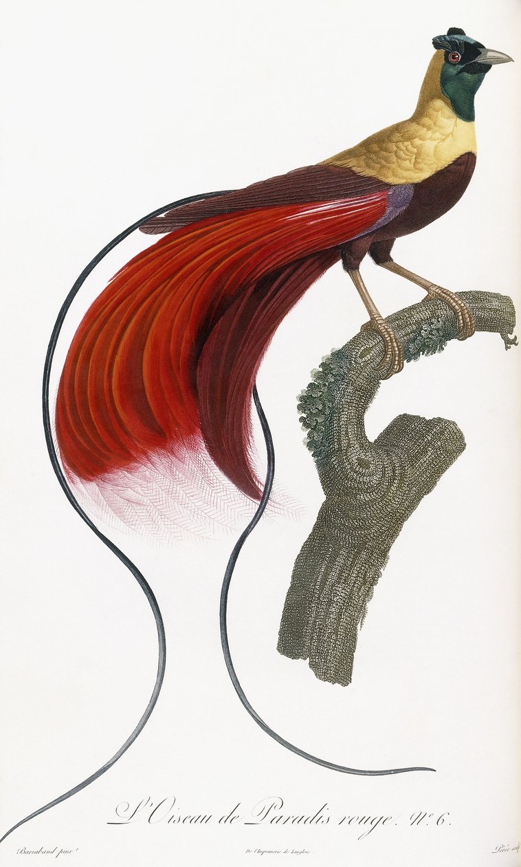 Red Bird of Paradise av Jacques Barraband