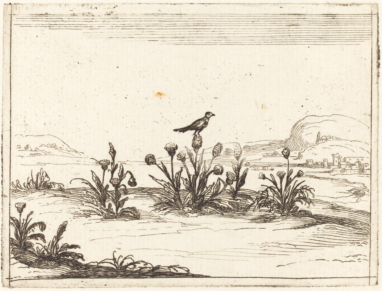 Fågel uppflugen på en tistel av Jacques Callot