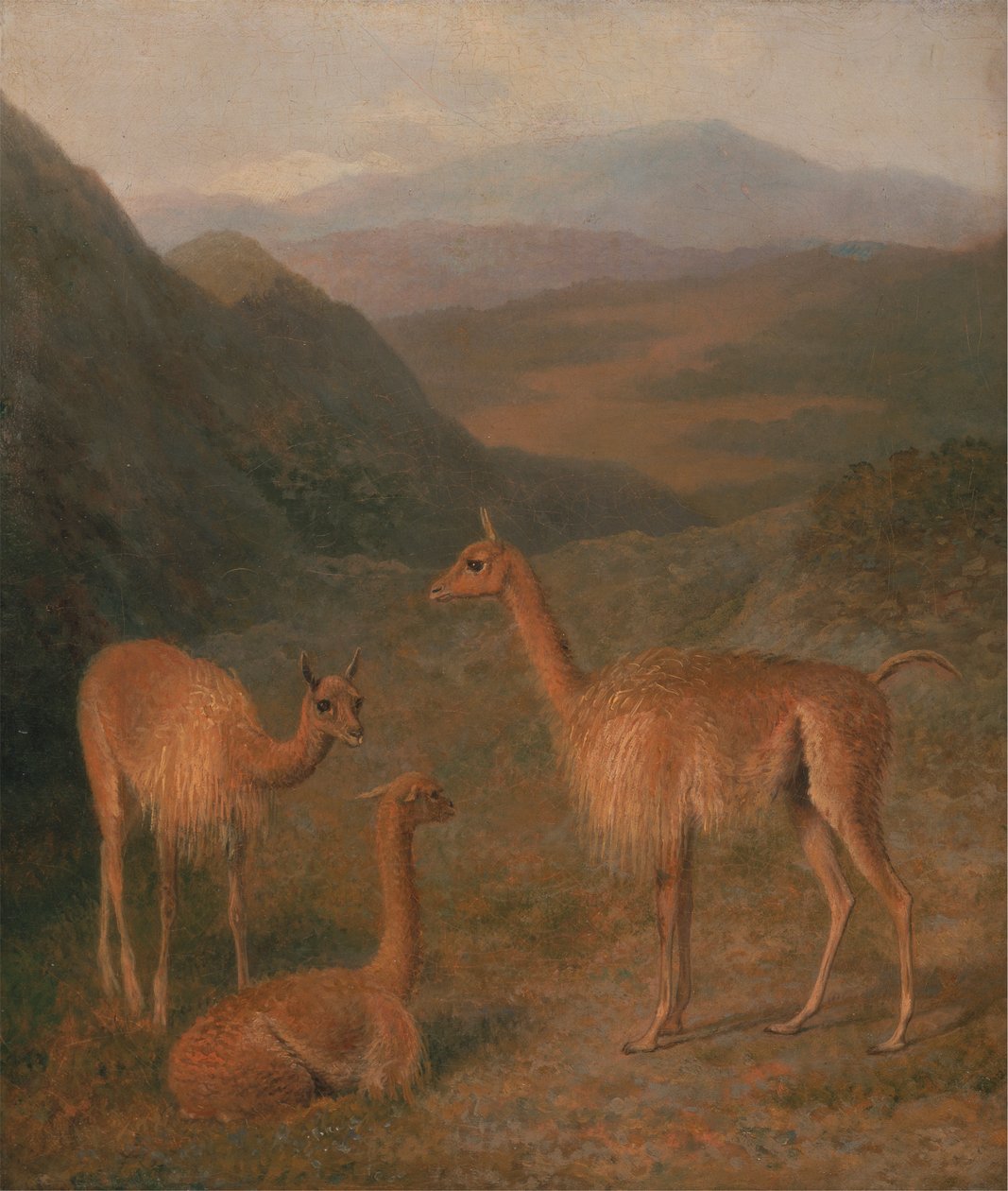 Vicunas av Jacques Laurent Agasse