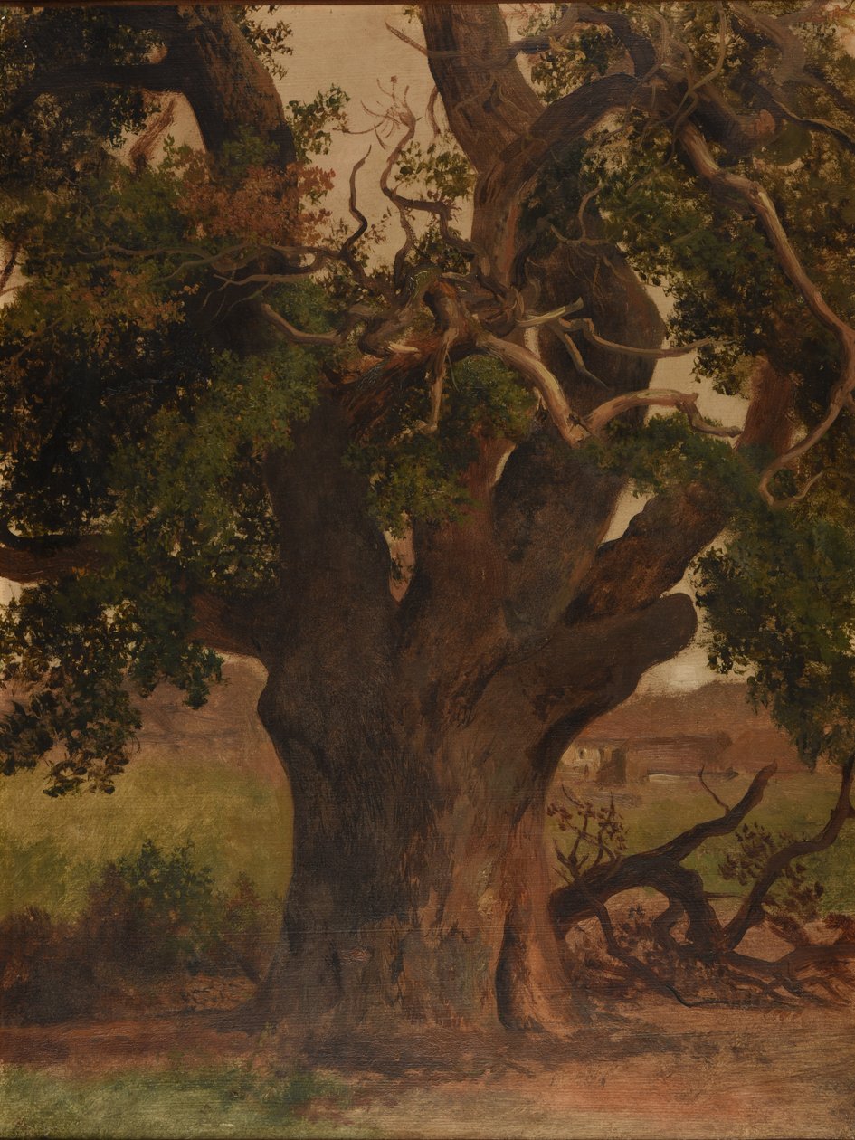 Le Vieux chêne (studie) av Jacques Raymond Brascassat