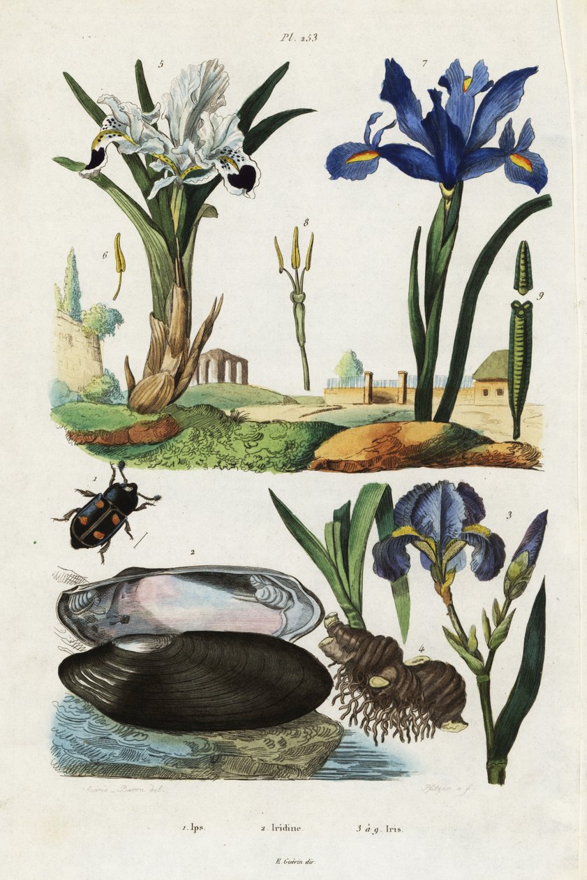 Iris, mussla och skalbagge. av Jacques Reyne Isidore Acarie Baron
