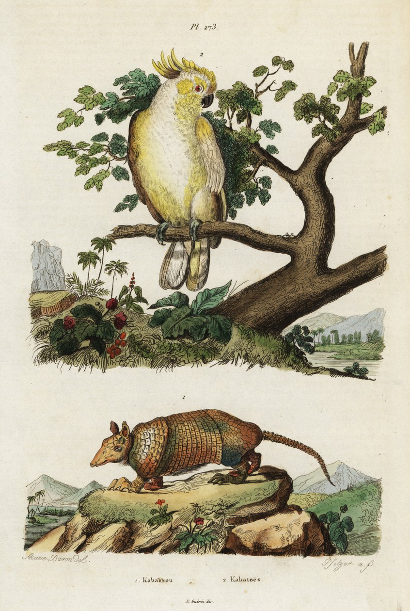 Gulkrönt kakadua och bältdjur. av Jacques Reyne Isidore Acarie Baron
