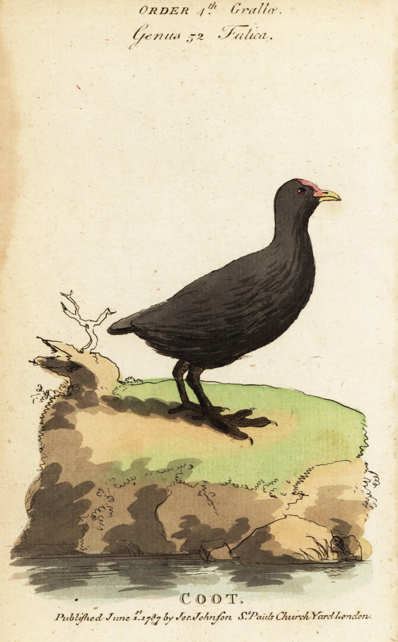 Sothöns, Fulica atra av Jacques de Seve