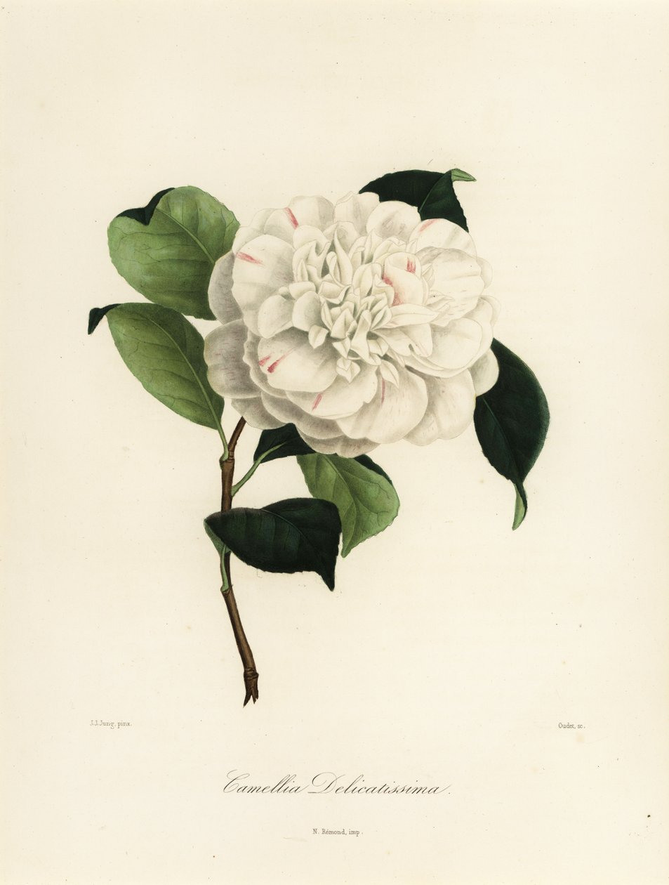 Sorten Camellia japonica, Camellia delicatissima av Jakob (after) Jung