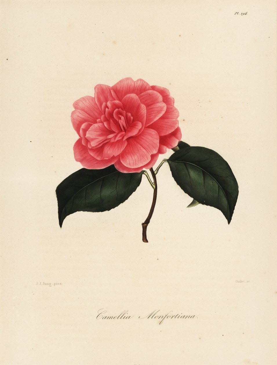 Sorten Camellia japonica, Camellia monfortiana av Jakob (after) Jung