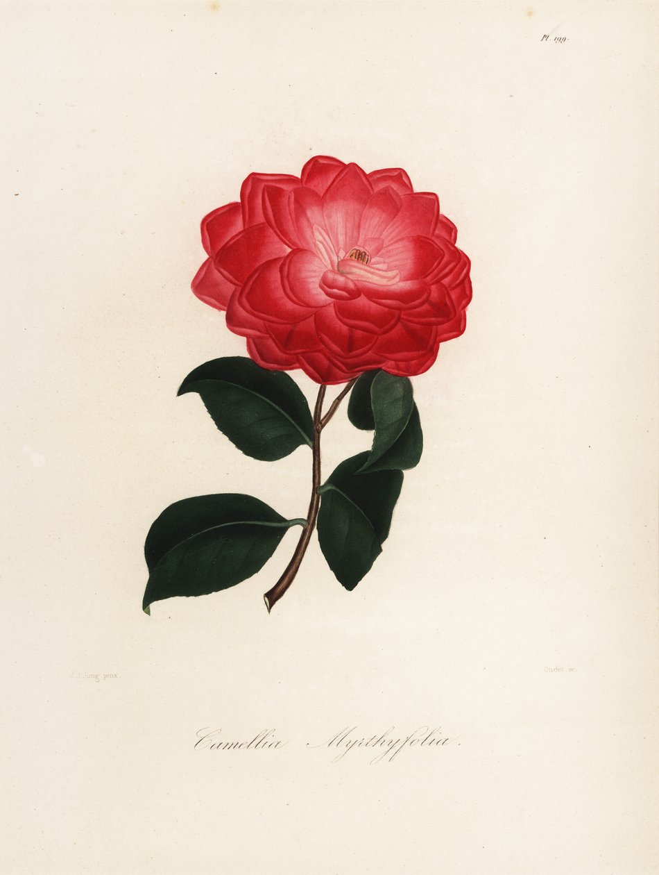 Sorten Camellia japonica, Camellia myrthyfolia av Jakob (after) Jung