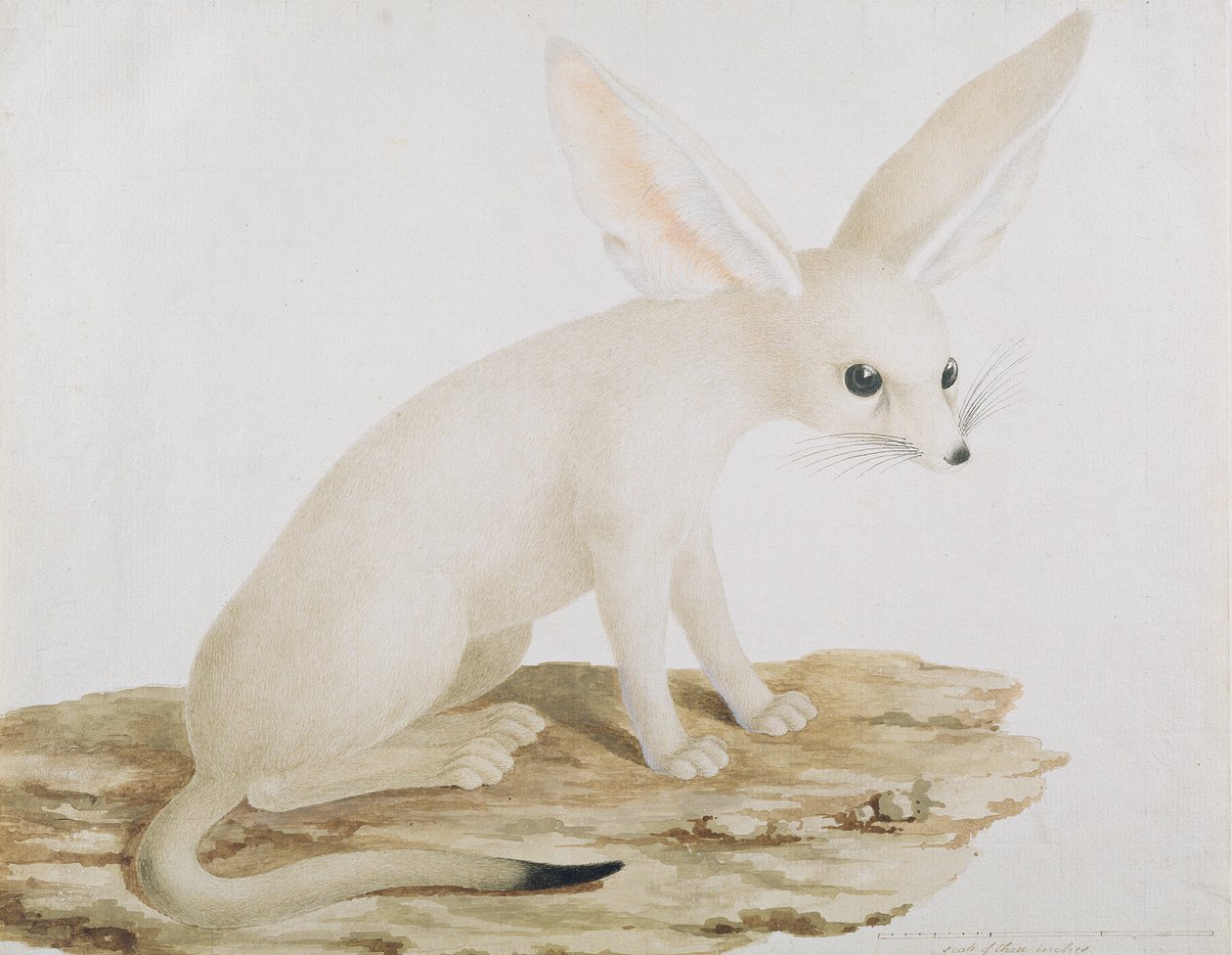 Fennec nr. 3 Original av illustration i Resor genom Abessinien (wc och bläck på papper) av James Bruce