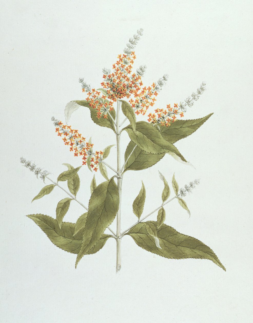 Umtar (Buddleia polystachya) (wc över grafit på papper) av James Bruce