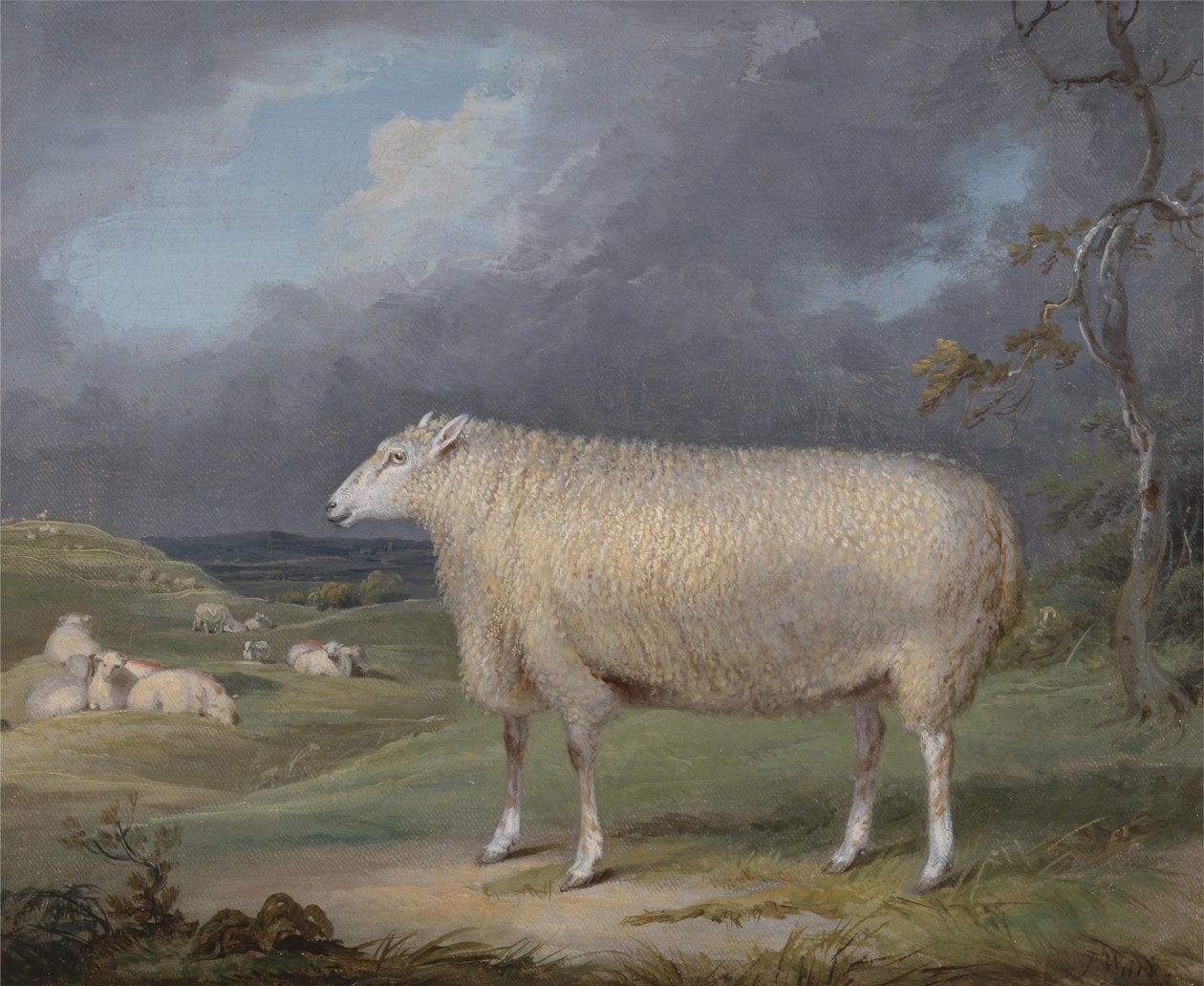 En gräns Leicester Ewe av James Ward