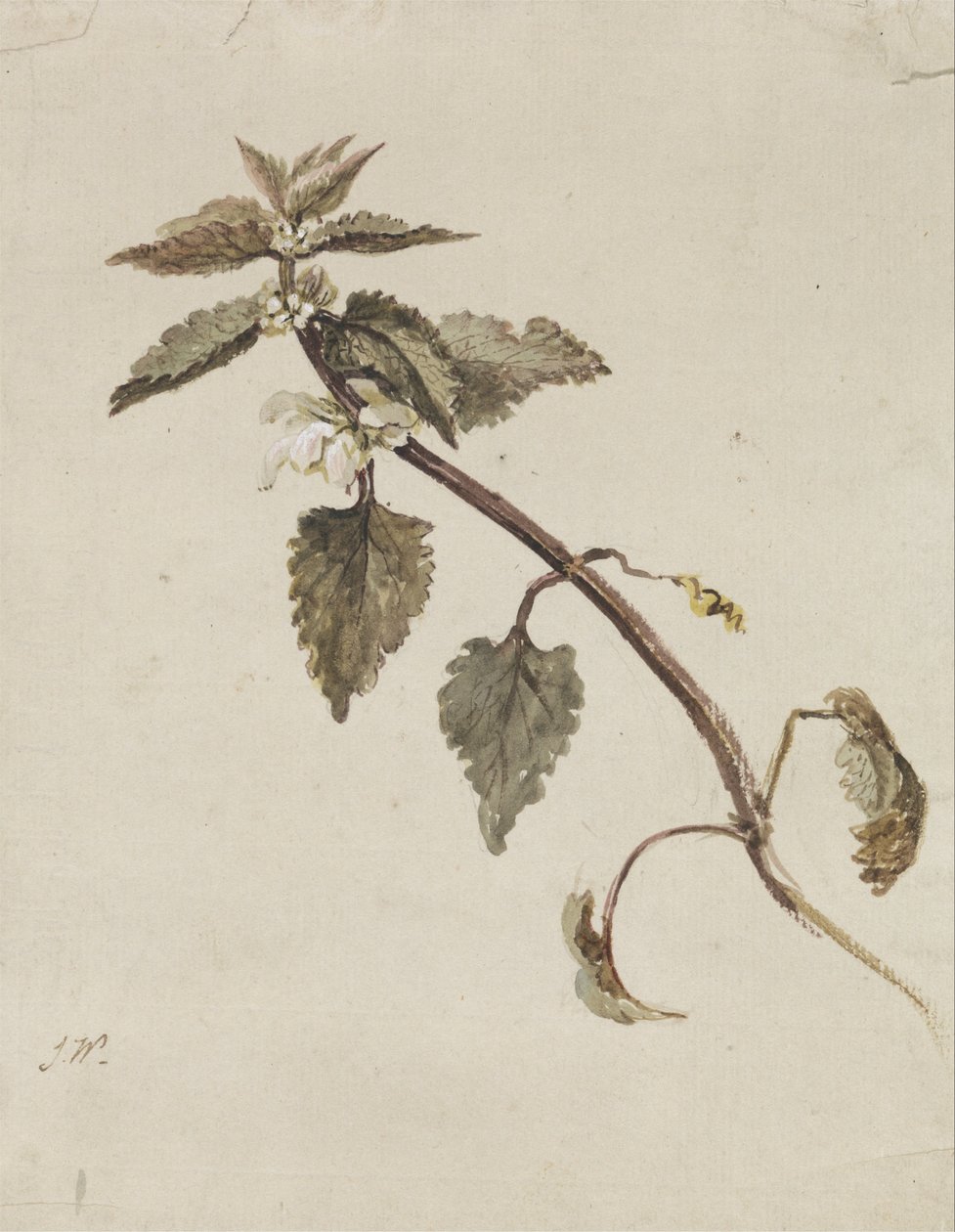 A Foliated Branch av James Ward