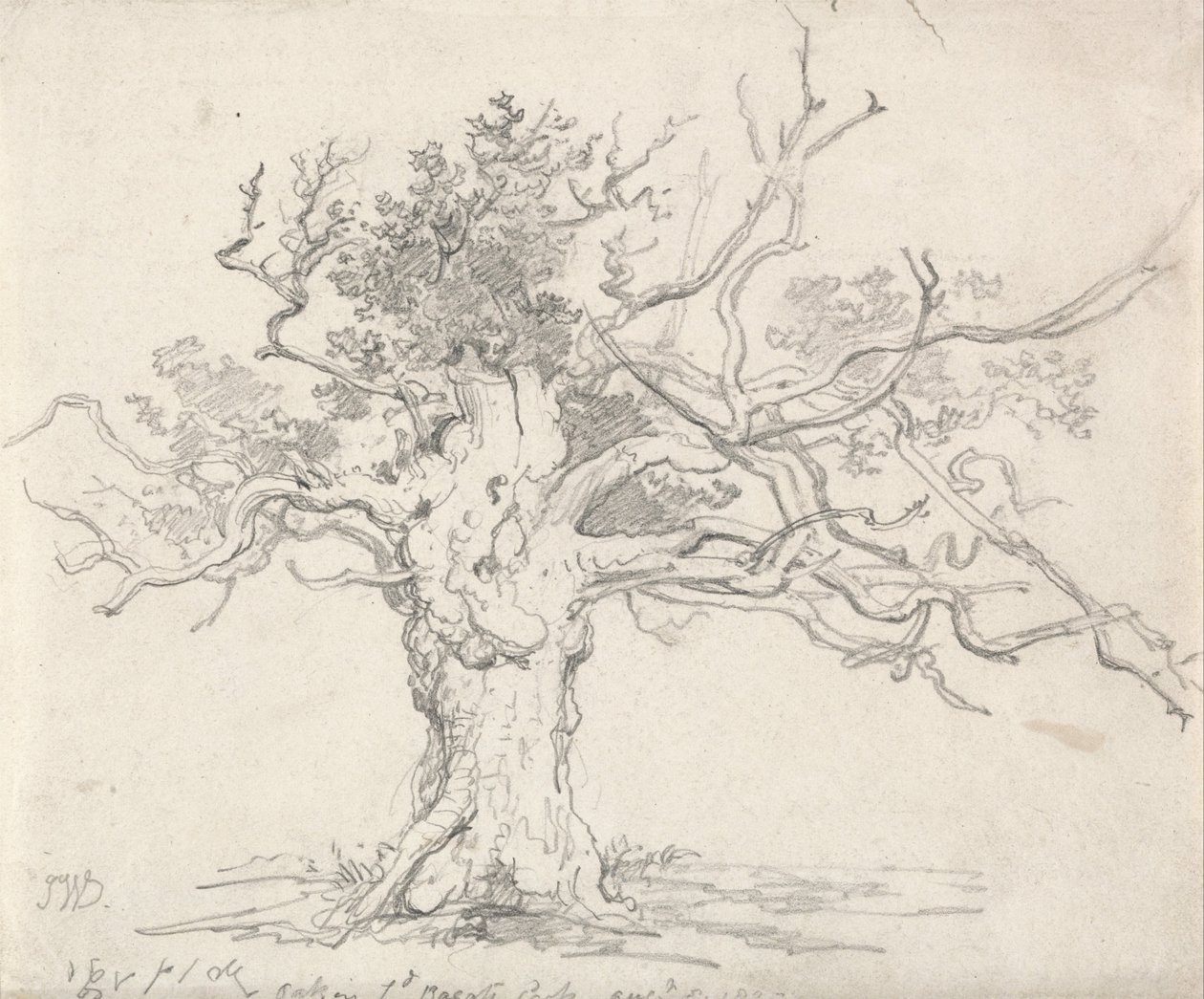 En Stunted Oak av James Ward
