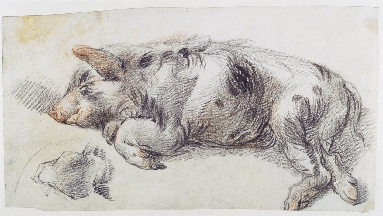 Sleeping Pig (svart och röd krita på papper) av James Ward