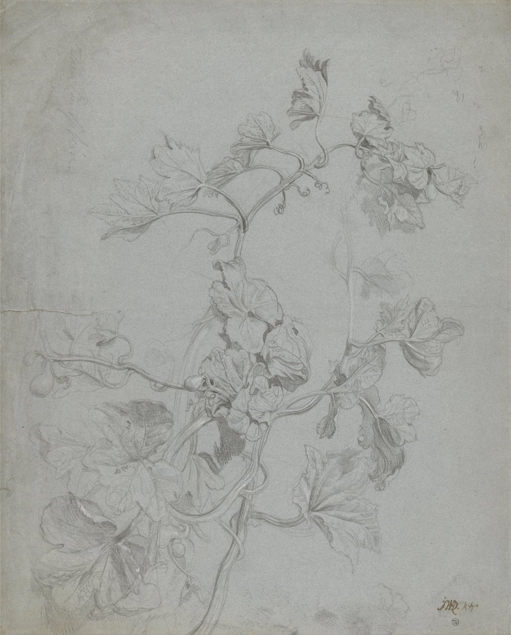 Study of a Climbing Plant (Pumpkin Family) av James Ward