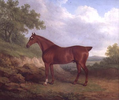A Chestnut Thoroughbred (olja på duk) av James Barenger