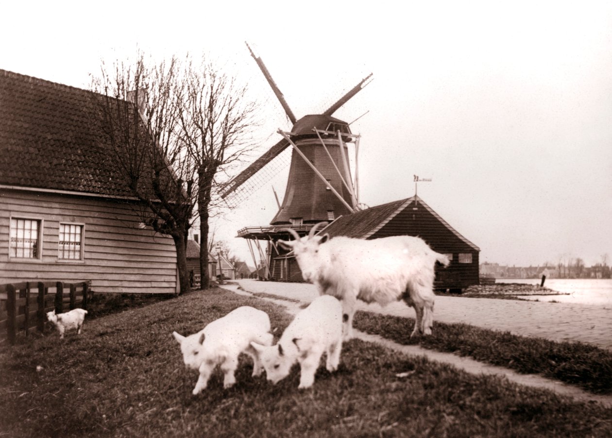 Getter, Laandam, Nederländerna, 1898. av James Batkin