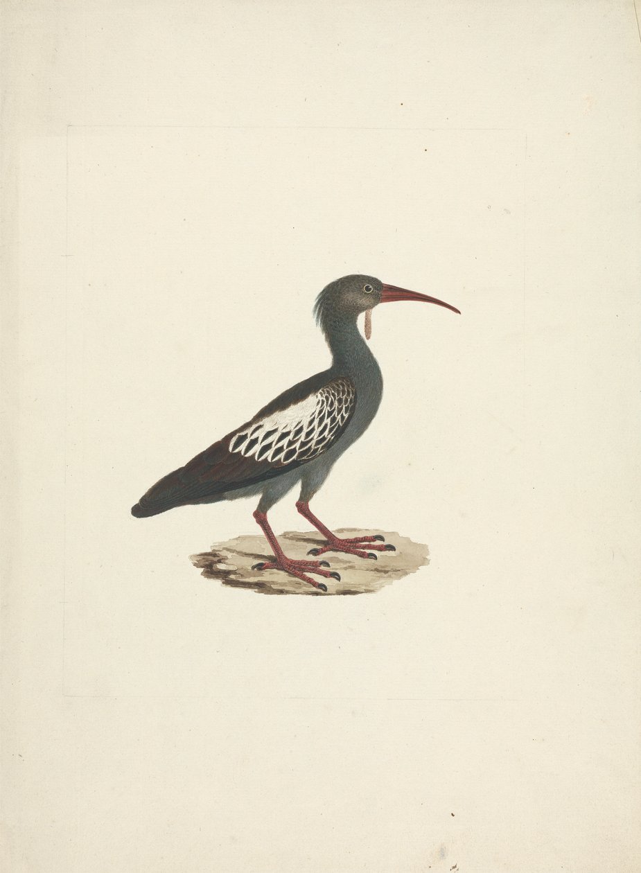 Bostrychia carunculata (Wattled Ibis) av James Bruce