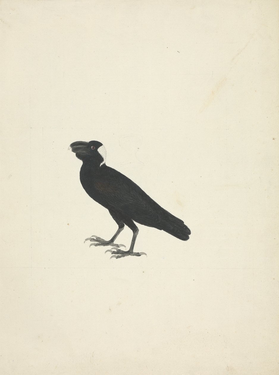Corvs crassirostris (tjocknäbbad korp) av James Bruce