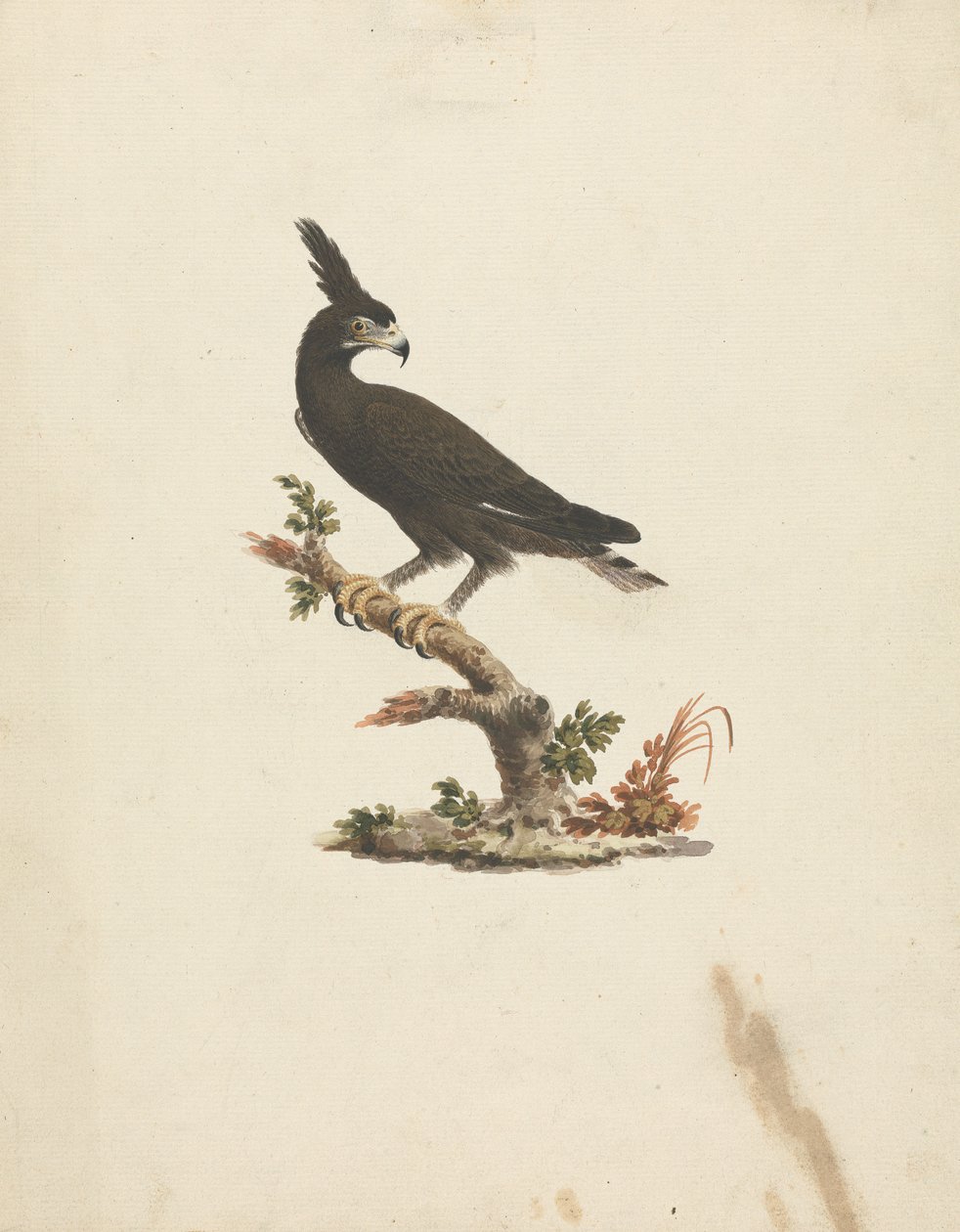 Lophaetus occipitalis (långkrönad örn) av James Bruce