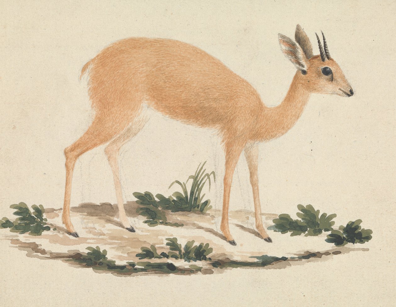 Madoqua (syster) av James Bruce