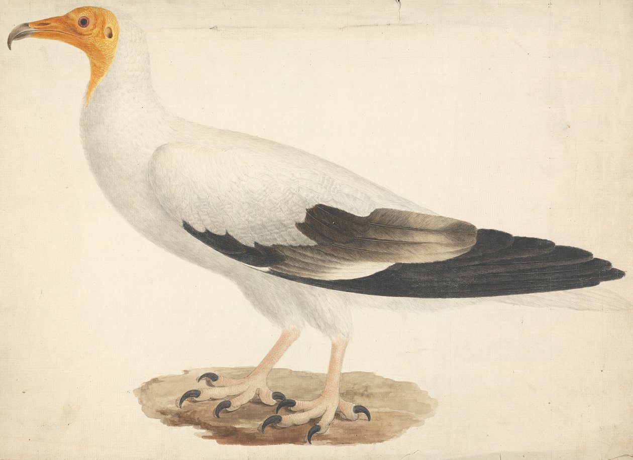 Neophron percnopterus (egyptisk gam) av James Bruce