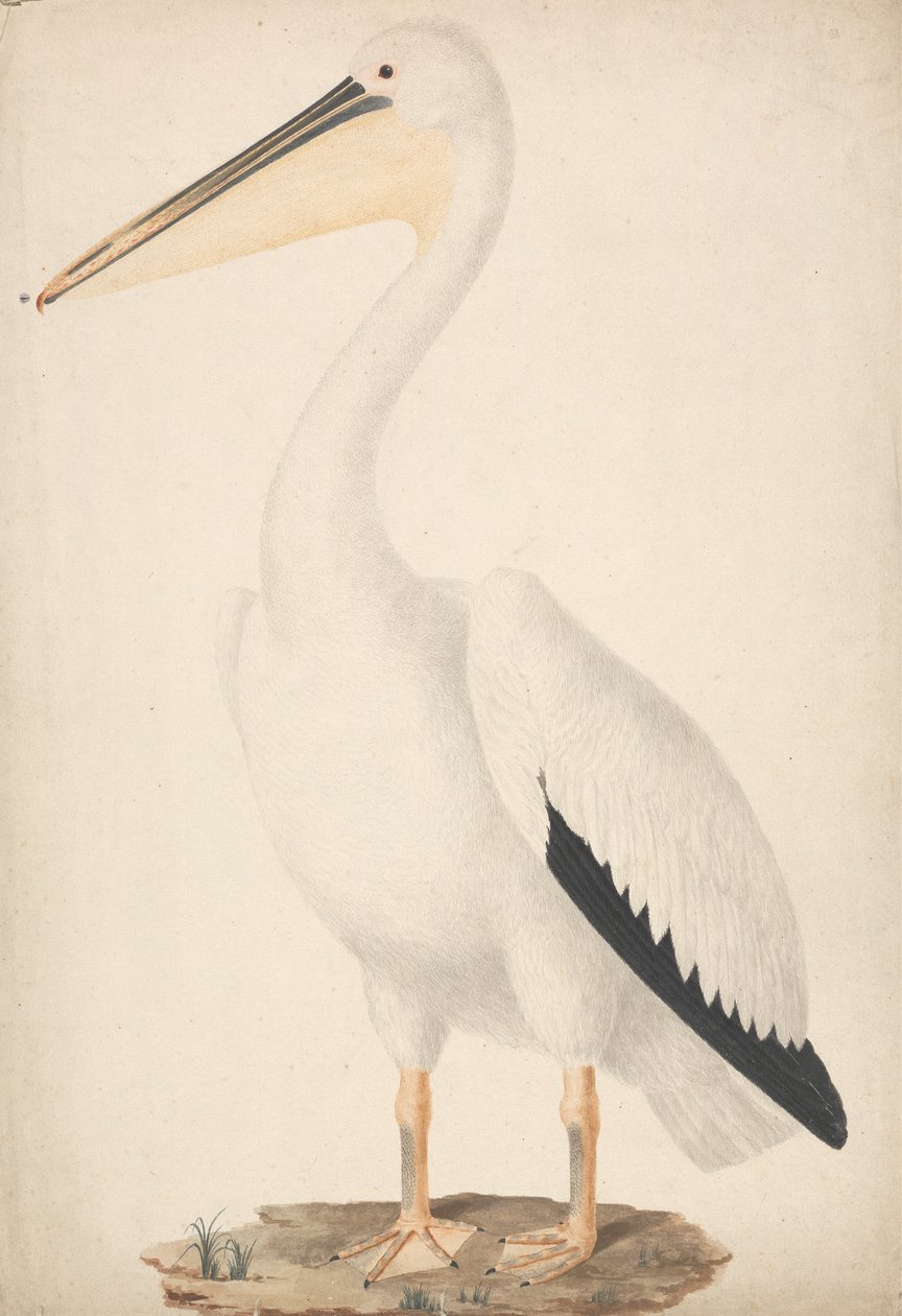 Pelecanus onocrotalus (stor vit pelikan) av James Bruce