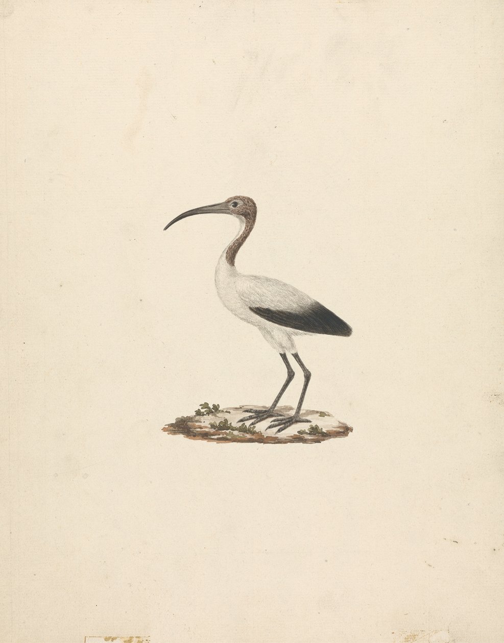 Threskiornis ethiopicus (African Sacred Ibis) av James Bruce