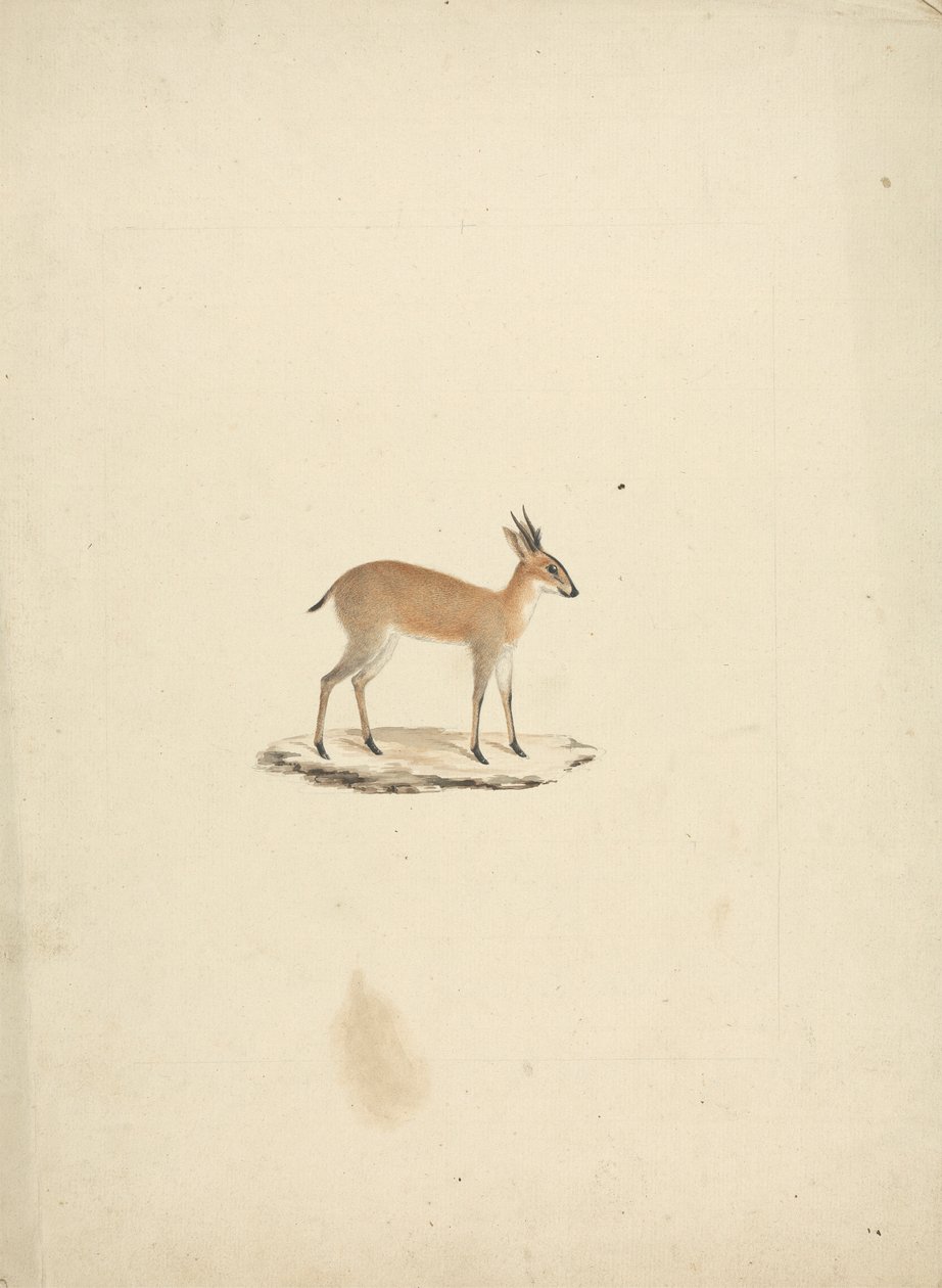 Oidentifierad madogua (Dik-dik) av James Bruce