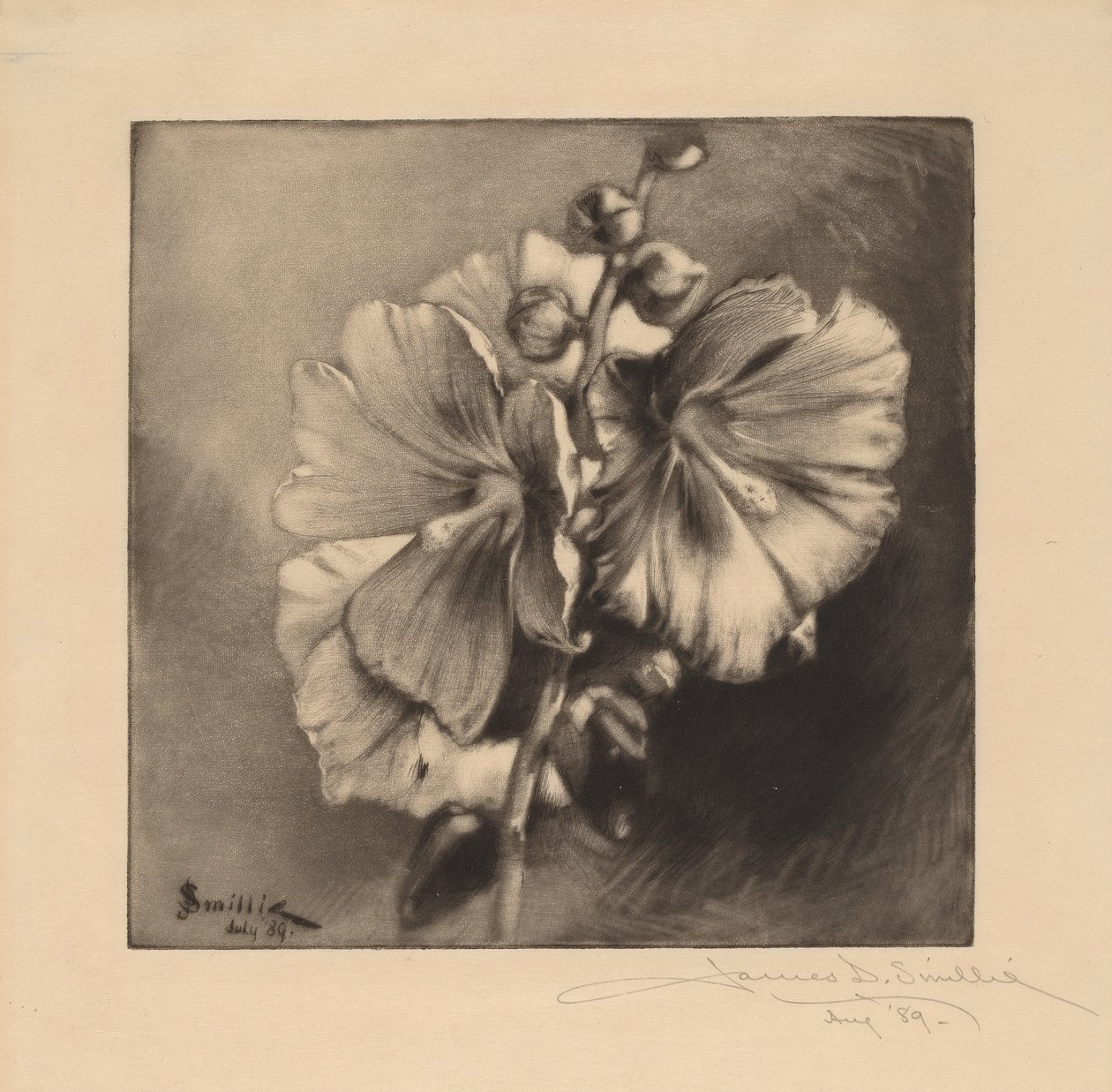 Singelstockrosor av James David Smillie