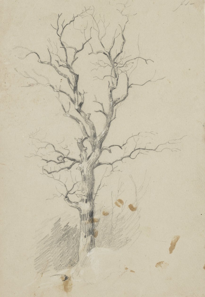 Träd (penna på papper) av James David Smillie