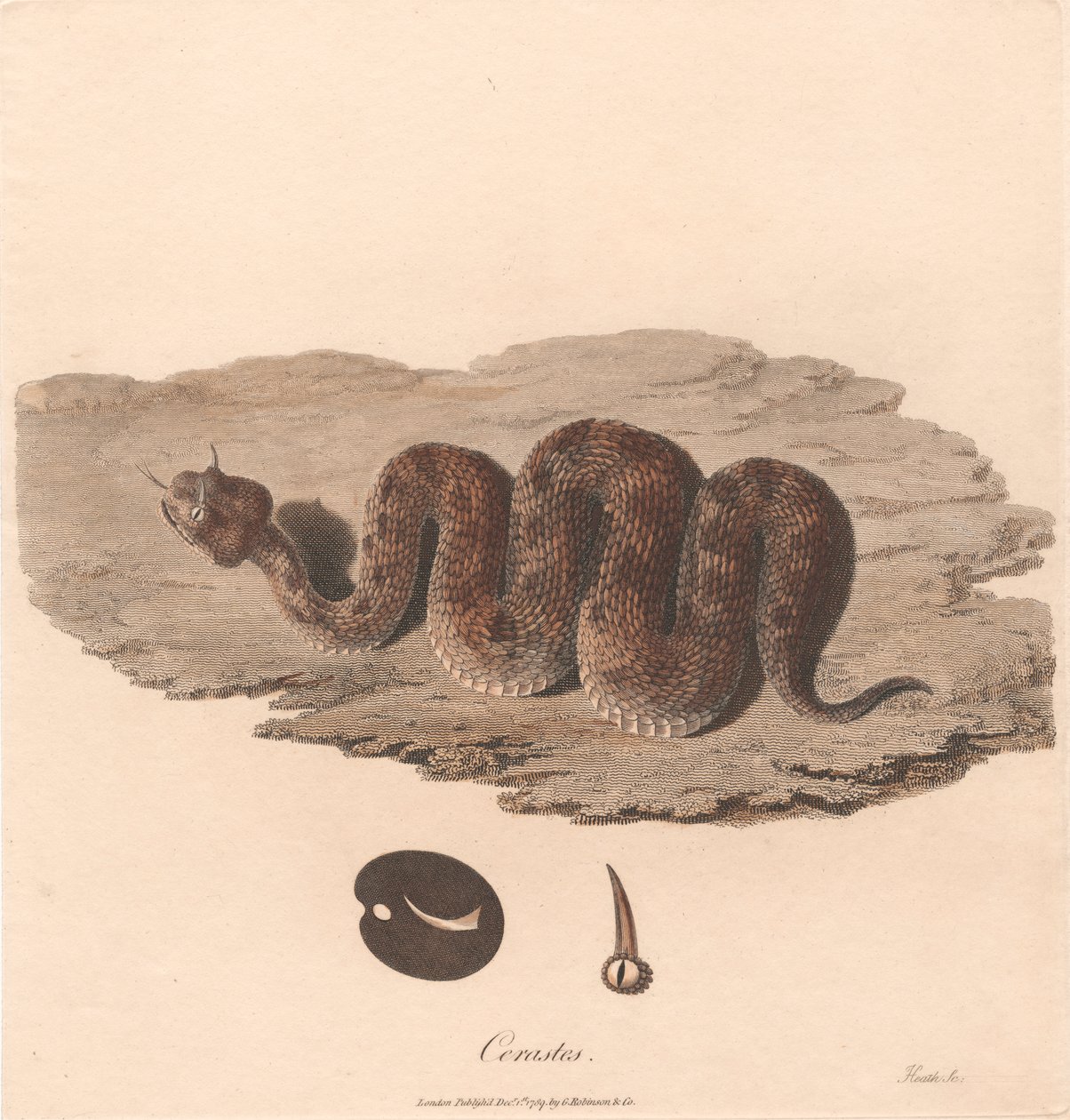 Cerastes av James Heath