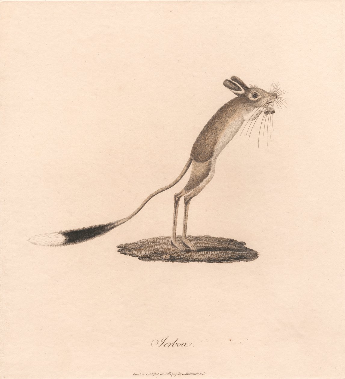 Jerboa av James Heath