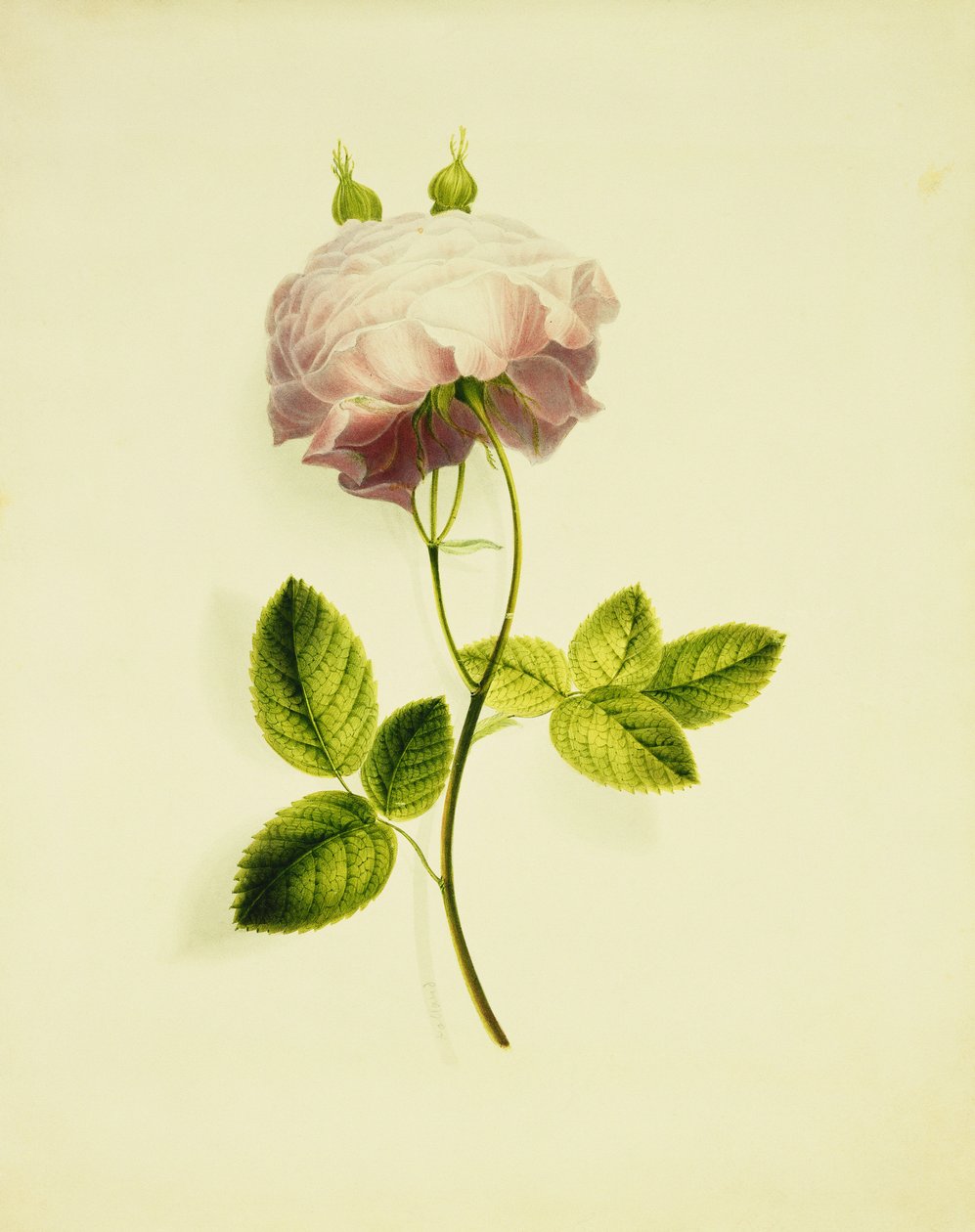 En rosa ros, av James Holland