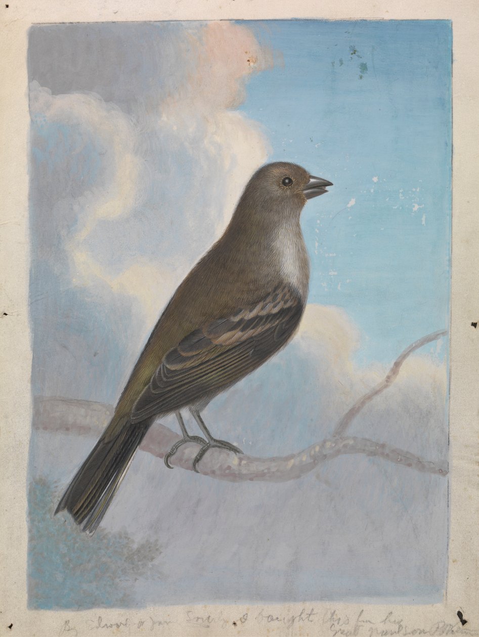 En fågel av James Sowerby