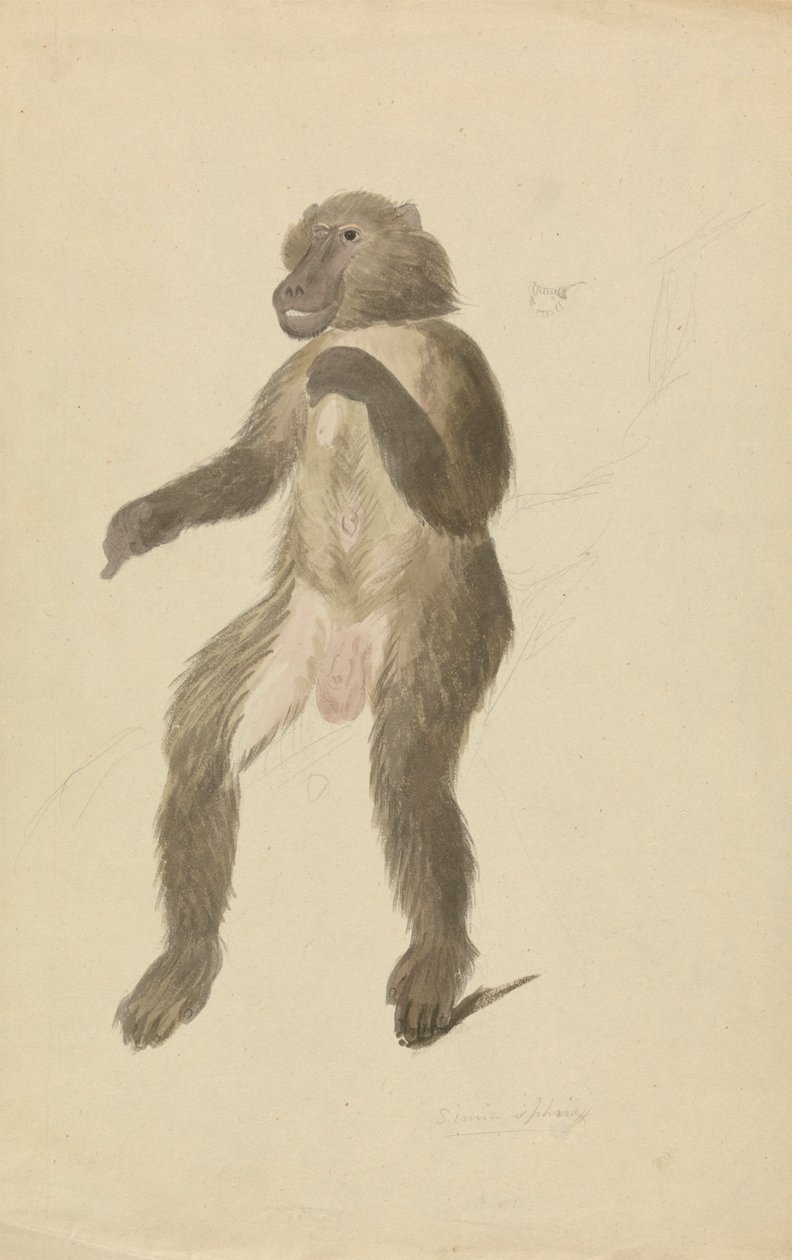 En mandrill av James Sowerby