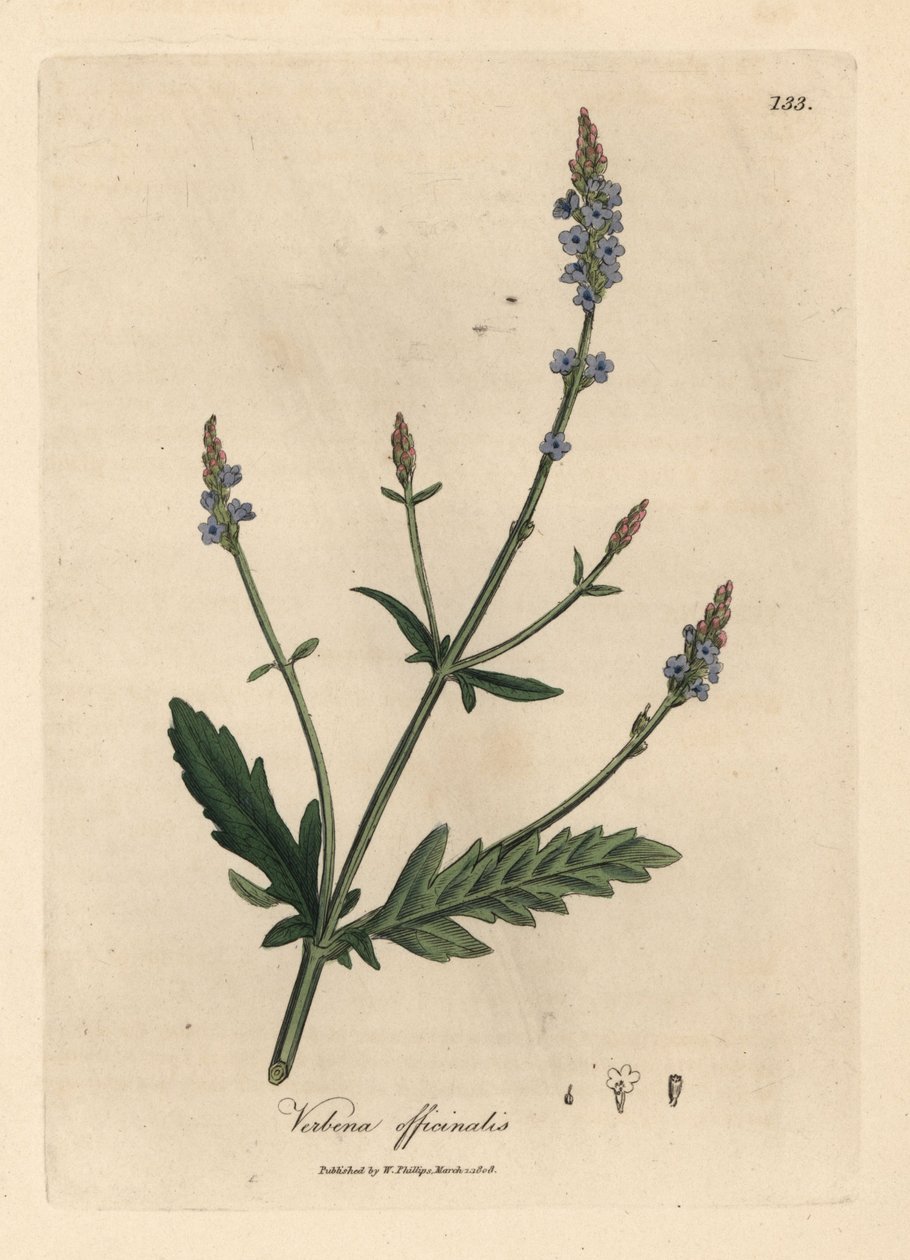 Blåblommig vervain, Verbena officinalis av James Sowerby