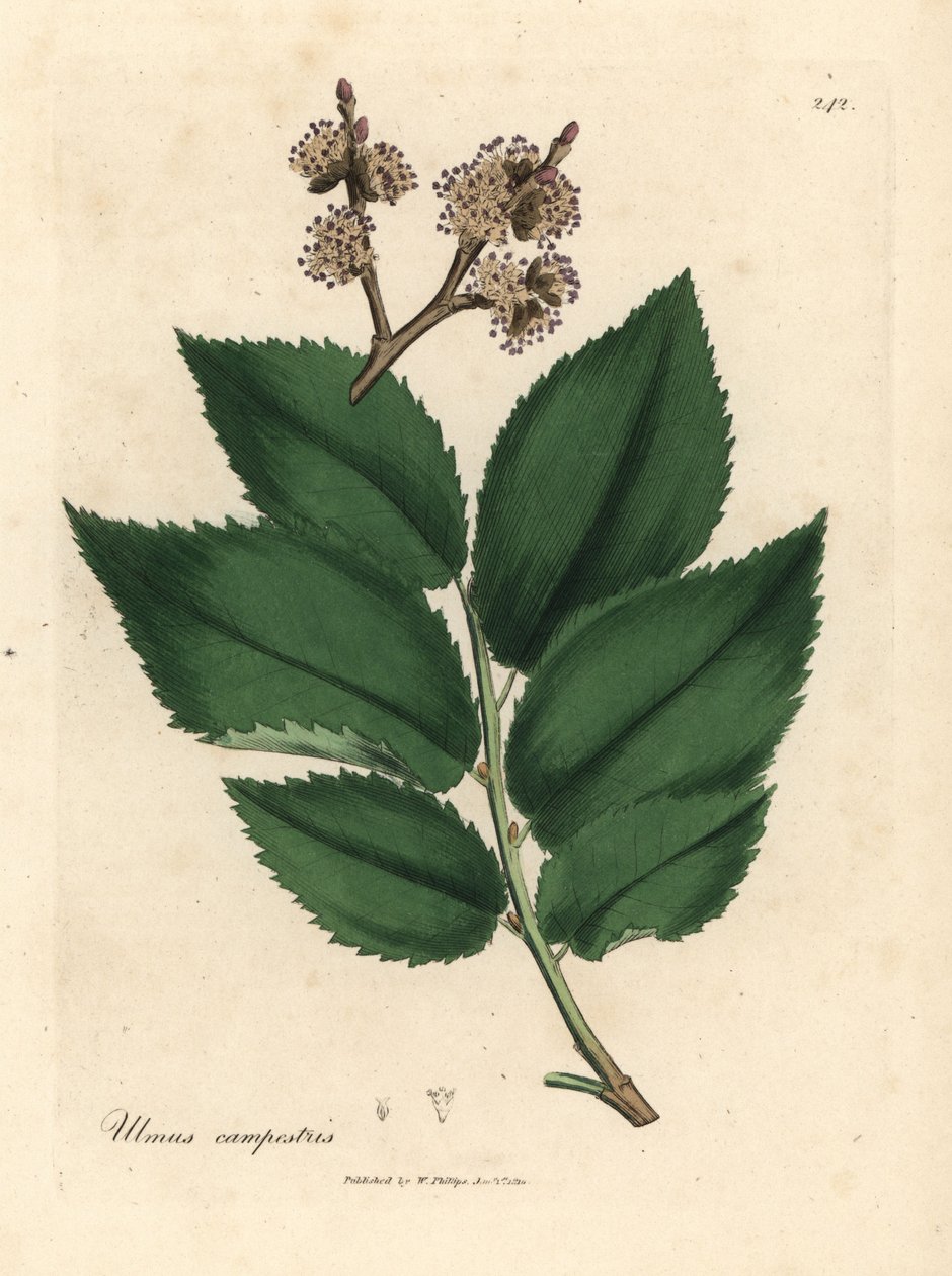 Vanligt almträd, Ulmus plainstris av James Sowerby