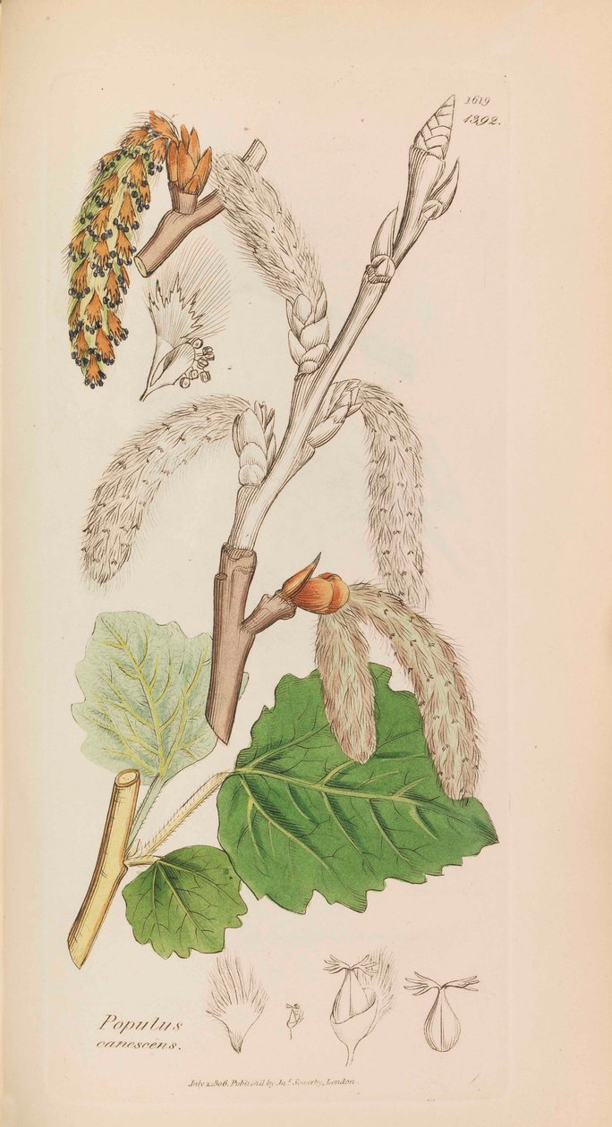 Engelsk botanik, 1790-1800. av James Sowerby