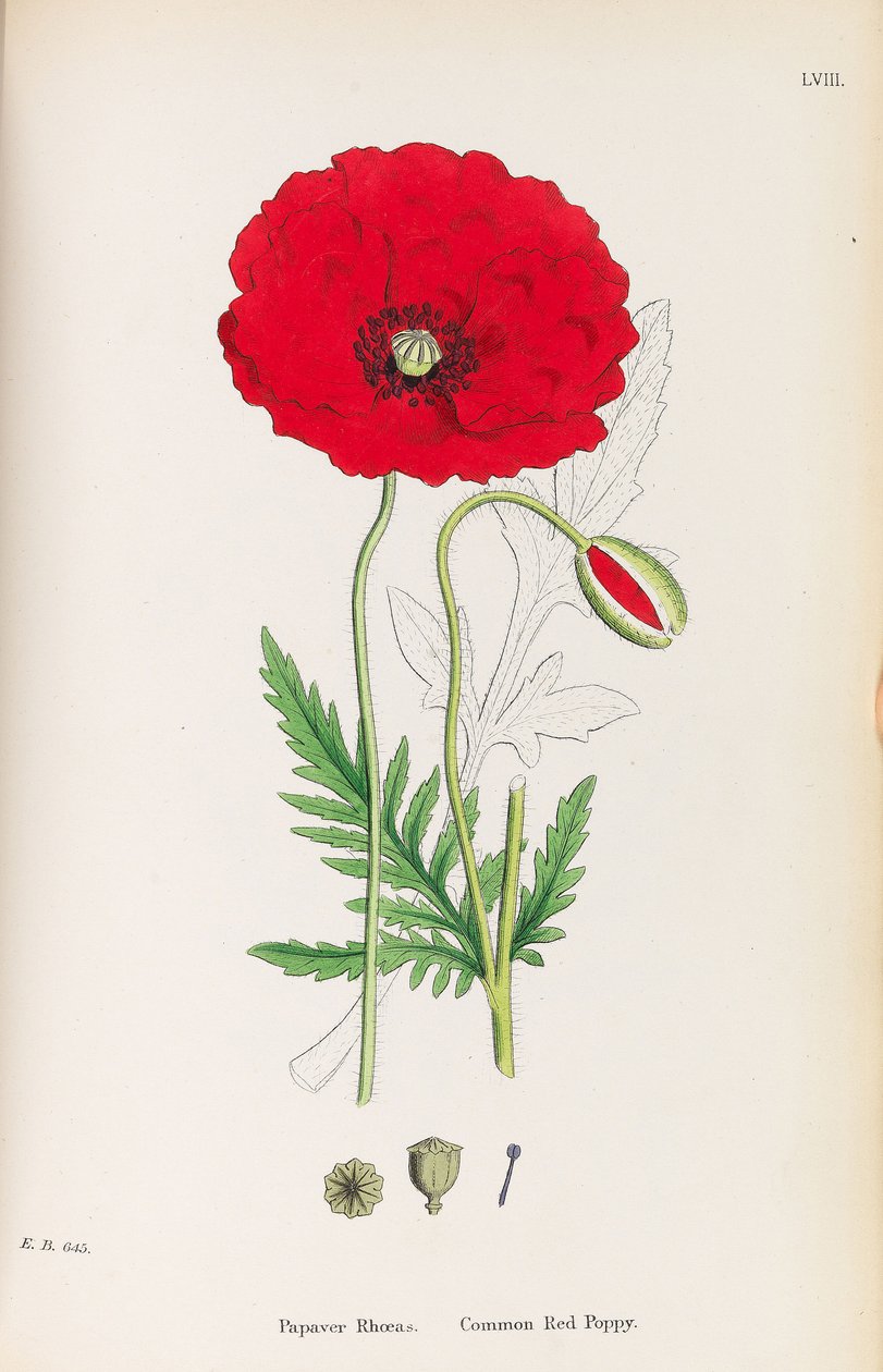 Engelsk botanik, 1790-1800. av James Sowerby