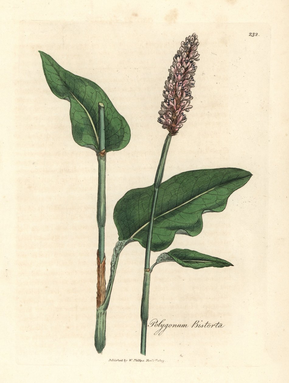 Större bistort, Polygonum bistorta av James Sowerby