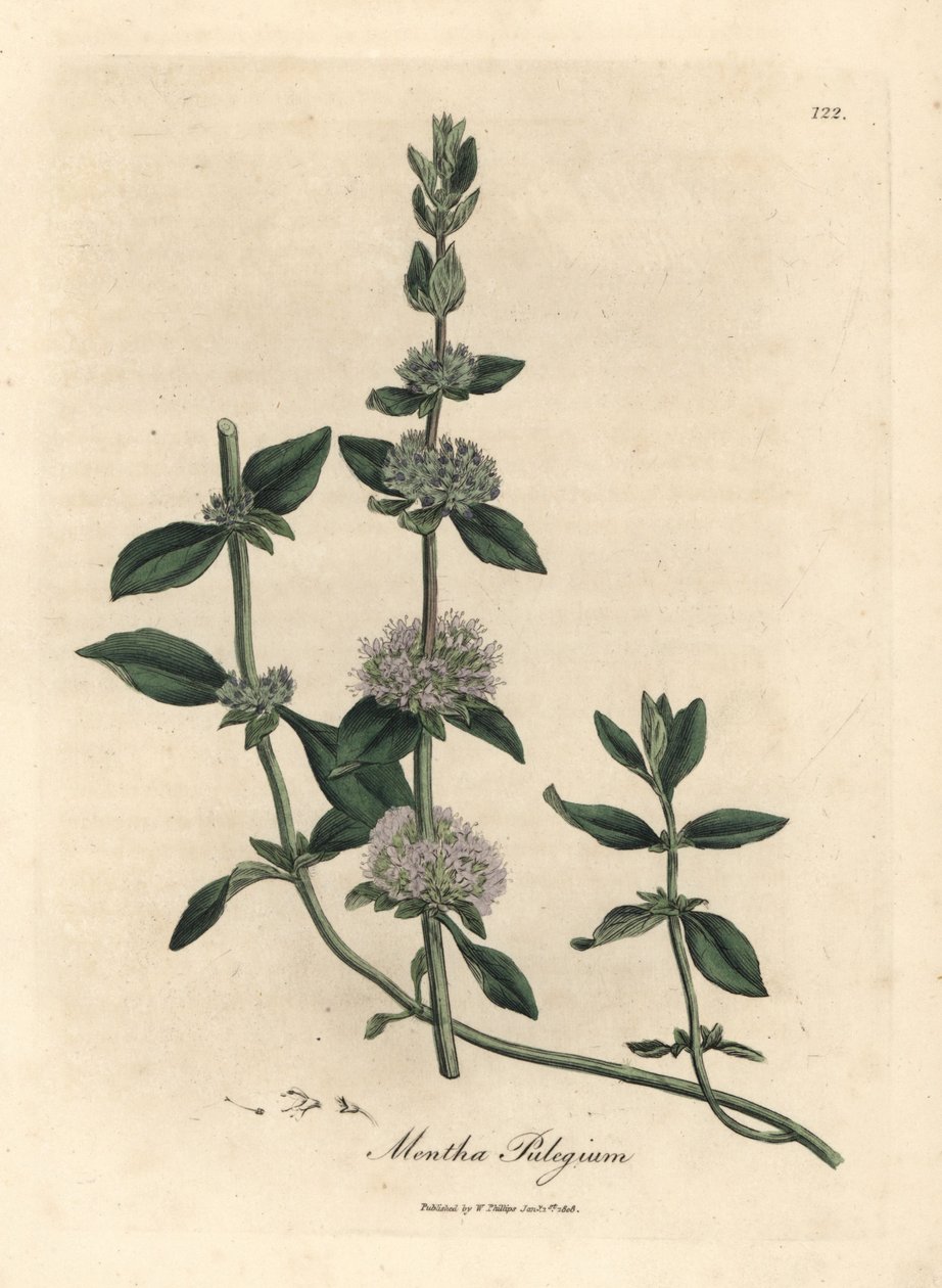 Lilablommig pennyroyal mynta, Mentha trissa av James Sowerby