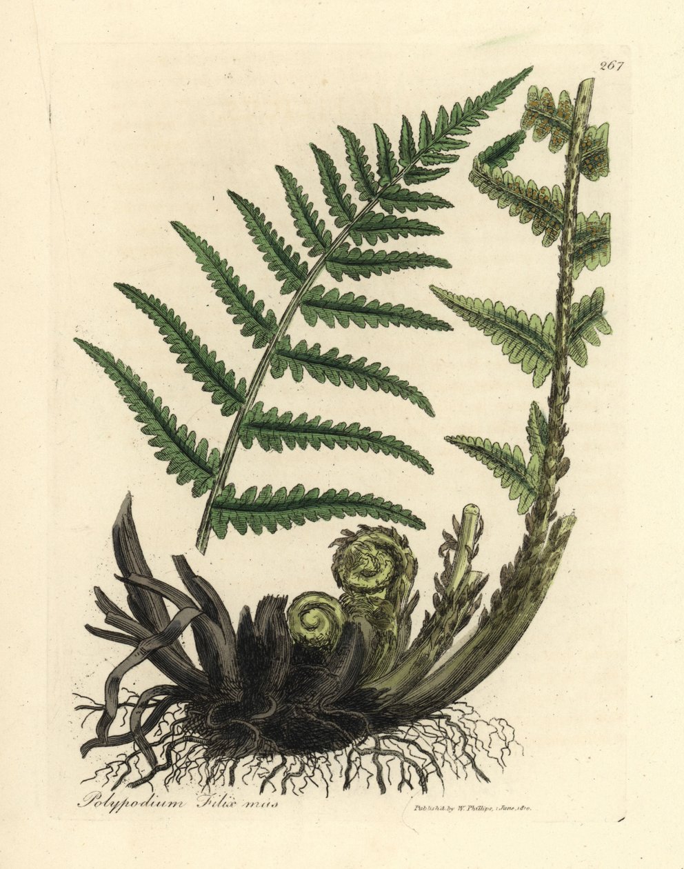 Polypodi hane, Polypodium filix hane av James Sowerby