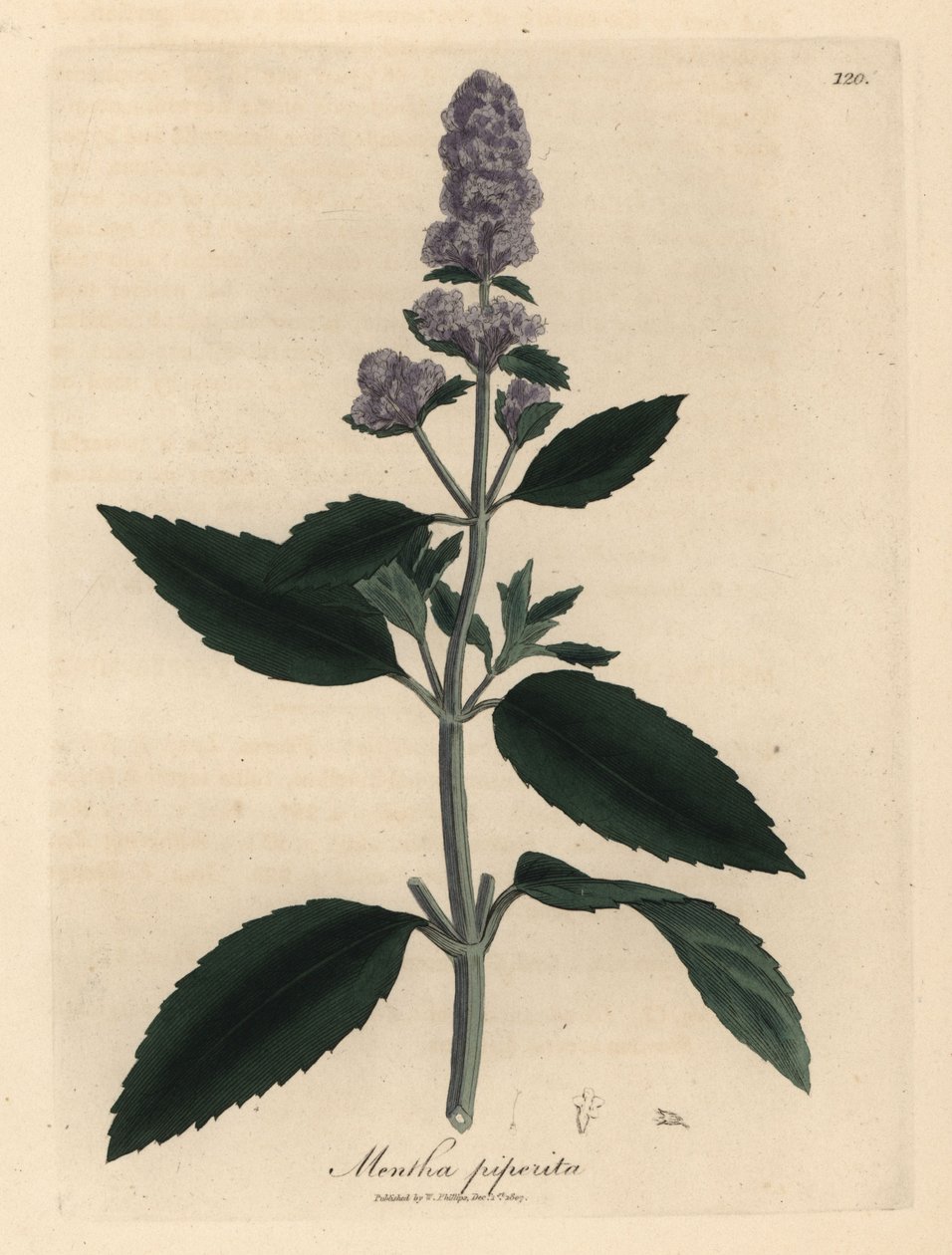 Lilablommig pepparmynta, Mentha piperita av James Sowerby